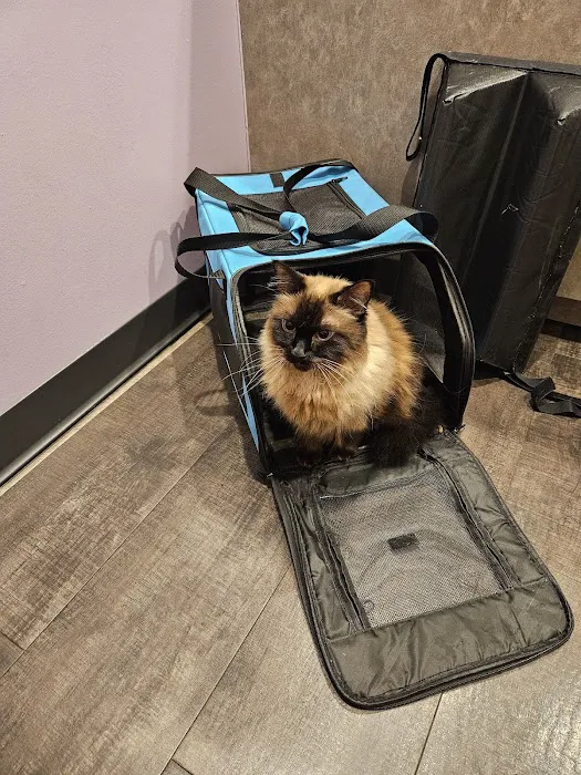 South Austin Cat Hospital Picture 5