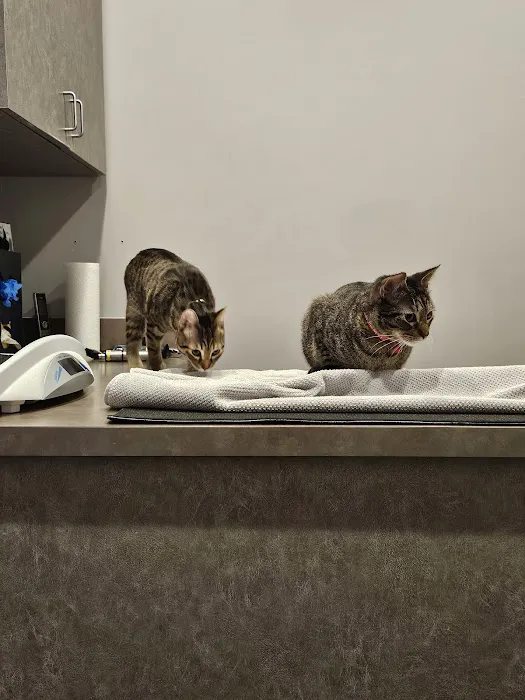 South Austin Cat Hospital Picture 8