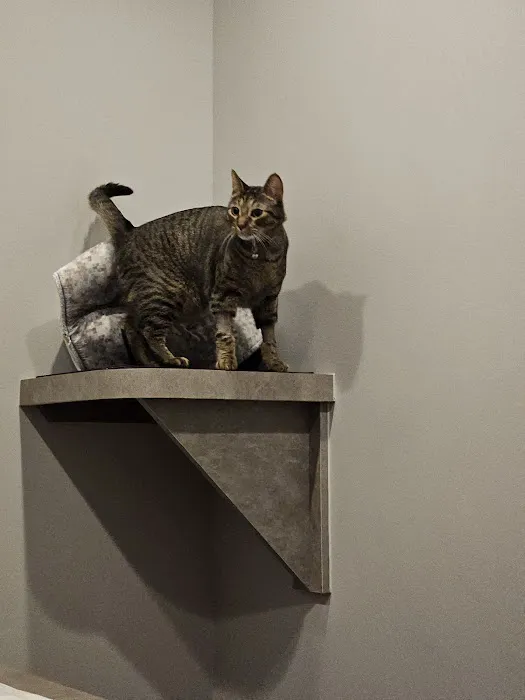 South Austin Cat Hospital Picture 10