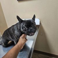 Debbie Lane Animal Clinic ico