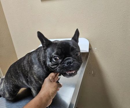 Debbie Lane Animal Clinic
