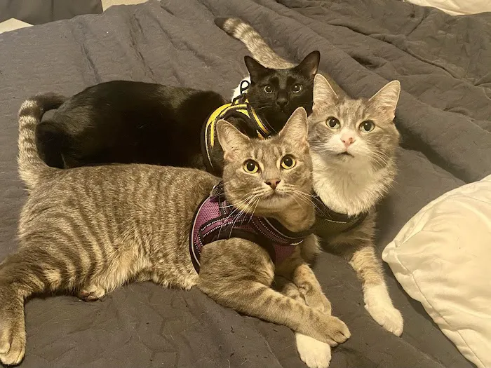 Country Club Pet Hospital Picture 2