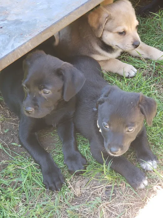 Country Club Pet Hospital Picture 3
