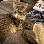 Country Club Pet Hospital
