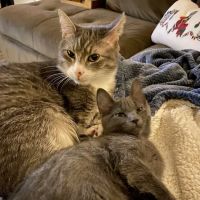 Country Club Pet Hospital ico