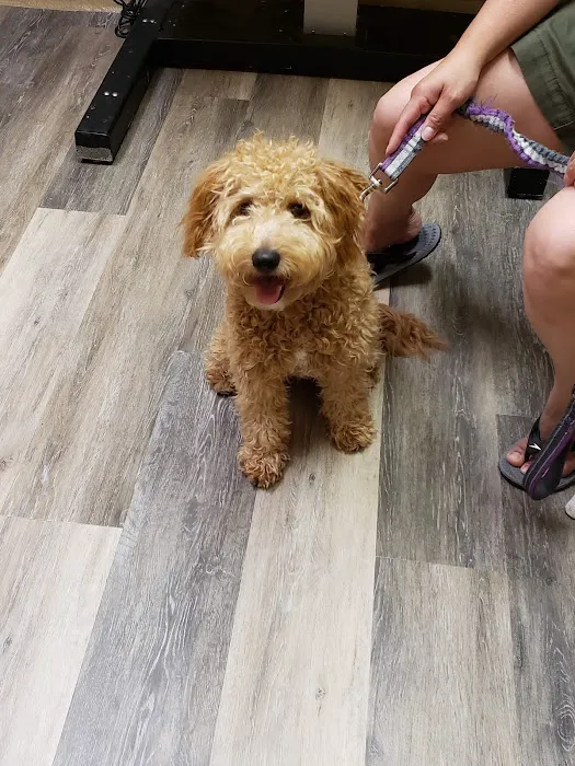 Country Club Pet Hospital Picture 4