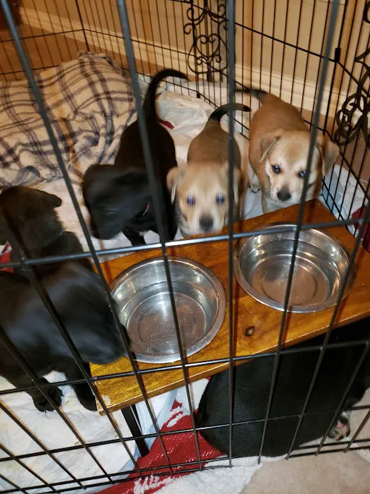 Country Club Pet Hospital Picture 6