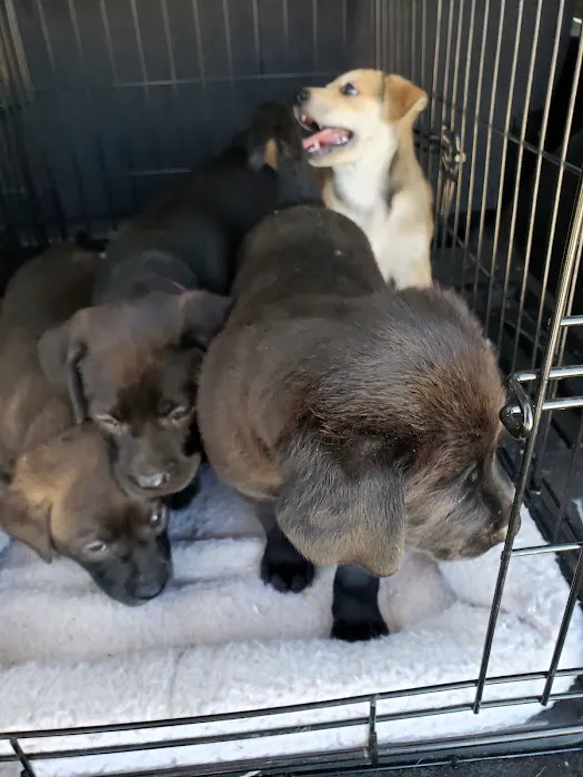Country Club Pet Hospital Picture 8