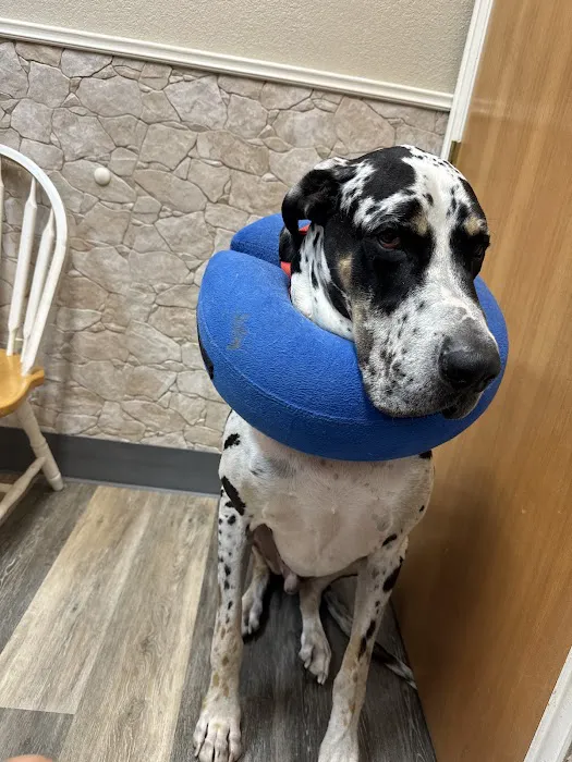 Country Club Pet Hospital Picture 10