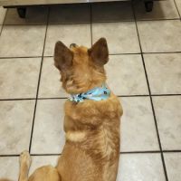 287 Animal Hospital ico