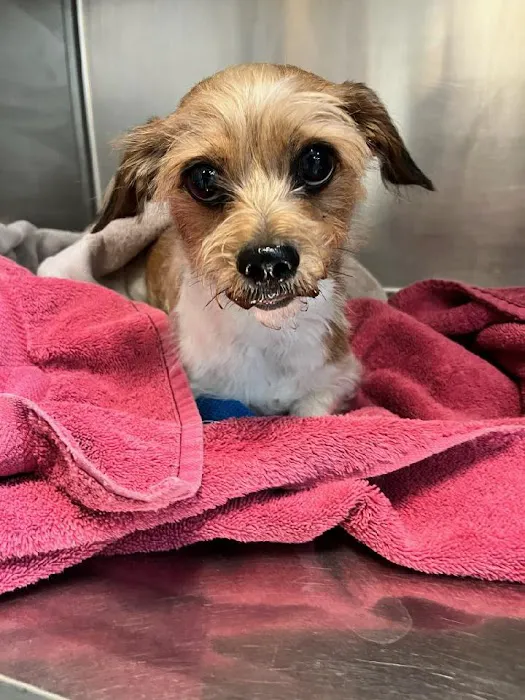 Mansfield Animal Clinic Picture 1