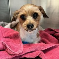 Mansfield Animal Clinic ico