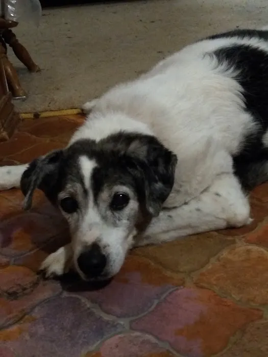 Mansfield Animal Clinic Picture 10