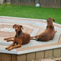 Walnut Creek Animal Clinic ico