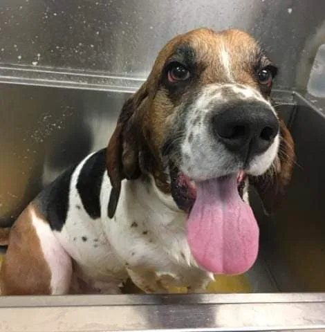 Walnut Creek Animal Clinic Picture 6