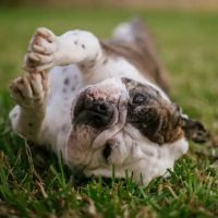 Animal Imaging ico