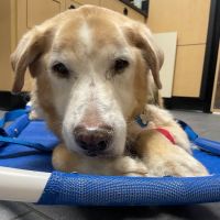 Banfield Pet Hospital ico