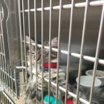 Animal Hospital Of Valley Ranch