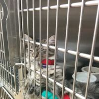 Animal Hospital Of Valley Ranch ico