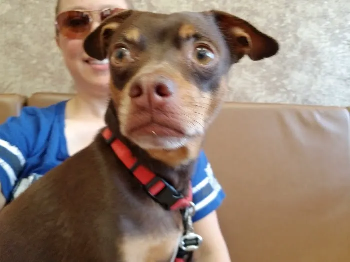 Animal Hospital Of Valley Ranch Picture 4