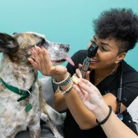 PetVet365 Pet Hospital Irving ico