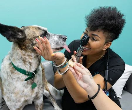 PetVet365 Pet Hospital Irving