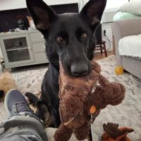 Valley Ranch Pet Clinic ico