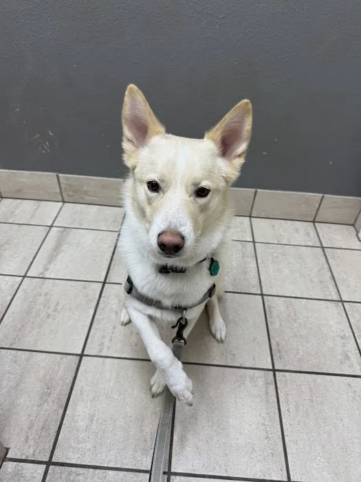 Valley Ranch Pet Clinic Picture 10