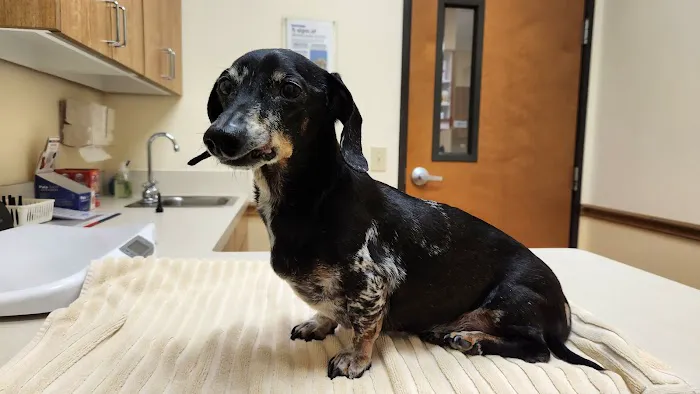 Riverchase Animal Hospital Picture 2