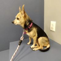 Animal Clinic of Farmers Branch ico