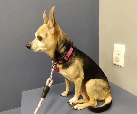 Animal Clinic of Farmers Branch