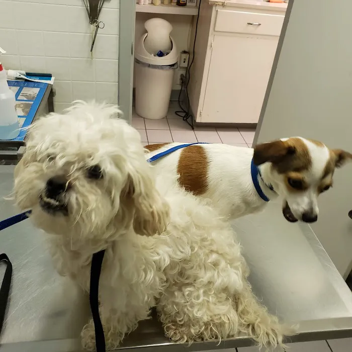 Animal Clinic of Farmers Branch Picture 6