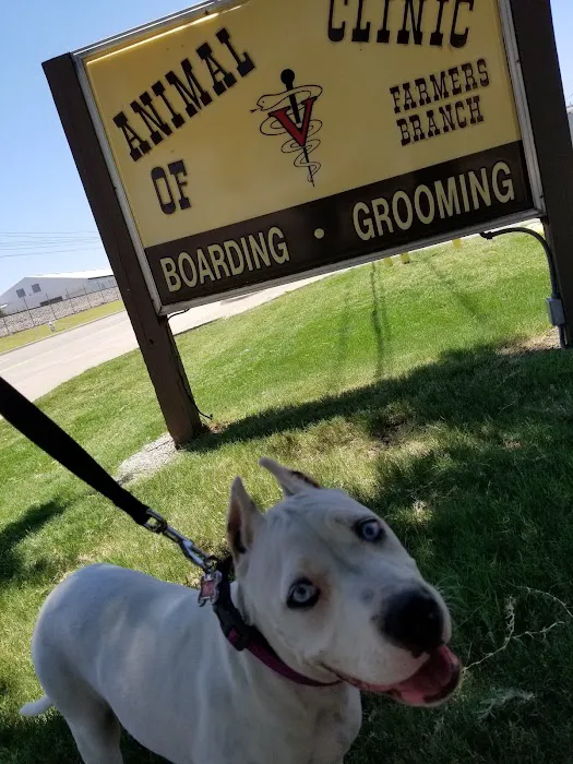 Animal Clinic of Farmers Branch Picture 9
