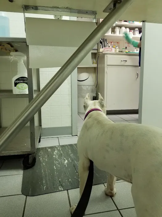 Animal Clinic of Farmers Branch Picture 8