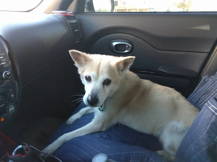 Los Lunas Animal Clinic Picture 5