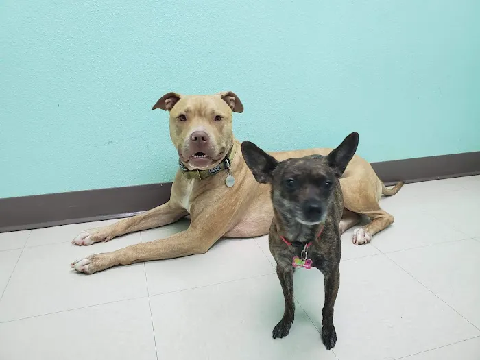 Los Lunas Animal Clinic Picture 4