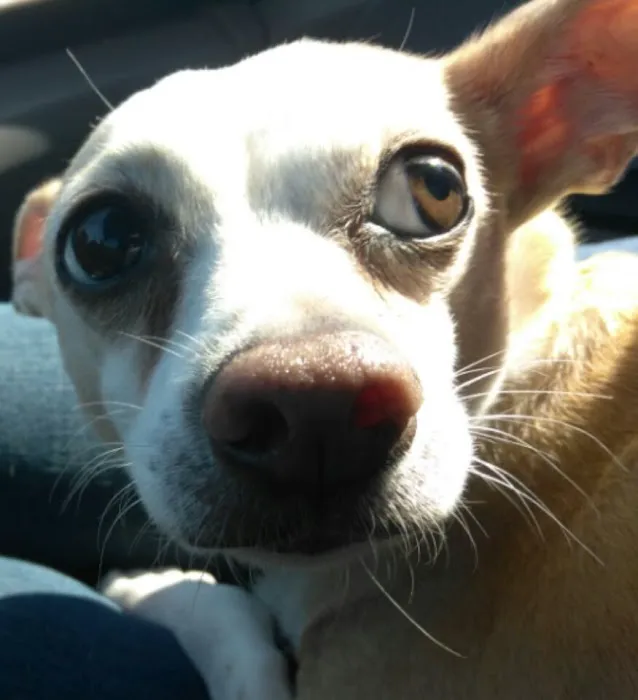 Los Lunas Animal Clinic Picture 7