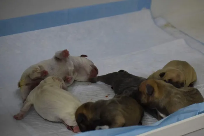 Los Lunas Animal Clinic Picture 10