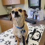 Zia Pet Hospital