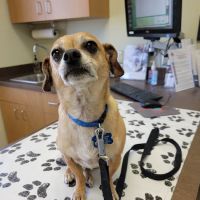 Zia Pet Hospital ico