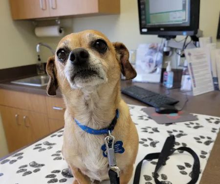 Zia Pet Hospital