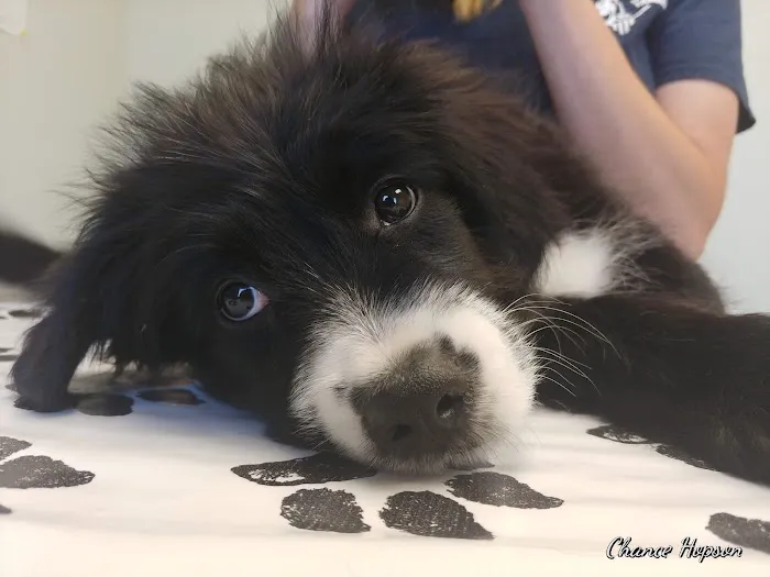 Zia Pet Hospital Picture 6