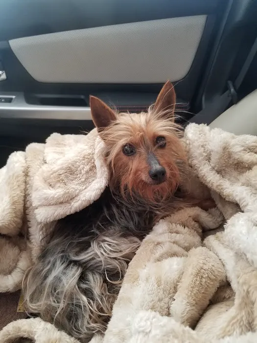 Sunrise Veterinary Clinic LLC Picture 1