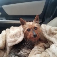 Sunrise Veterinary Clinic LLC ico