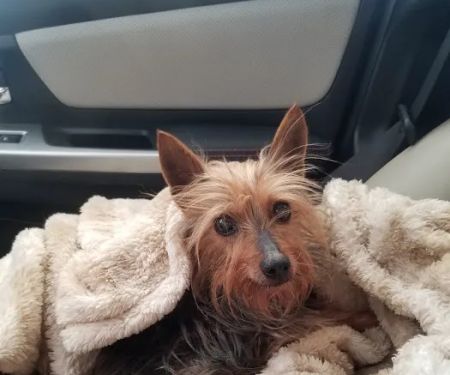 Sunrise Veterinary Clinic LLC