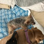 Sunrise Veterinary Clinic: Abernathy George DVM