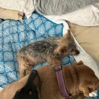 Sunrise Veterinary Clinic: Abernathy George DVM ico