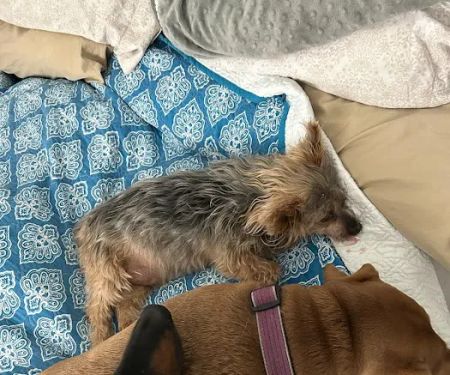 Sunrise Veterinary Clinic: Abernathy George DVM