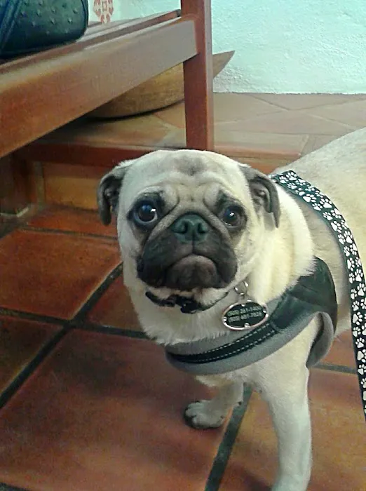 Corrales Veterinary Clinic Picture 4