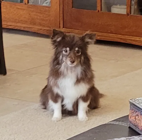 Corrales Veterinary Clinic Picture 6